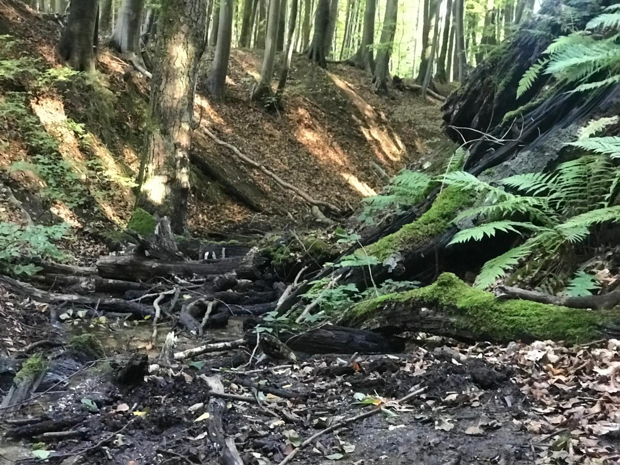 Homelig Altstadt Ferienwohnungen Sassnitz Fewo 4 Kültér fotó